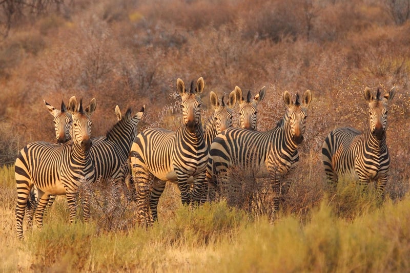 Safari Culture