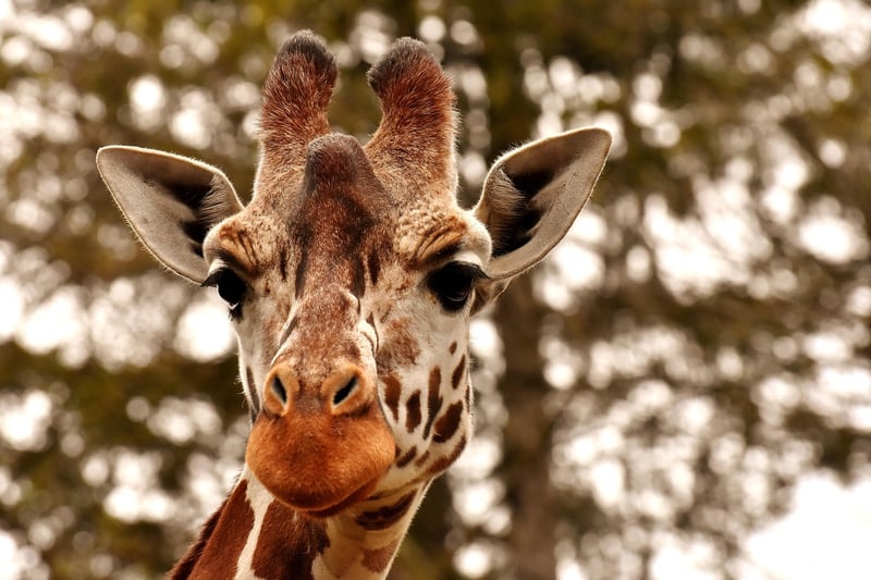 Safari Wildlife