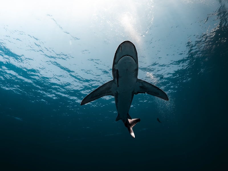 Swimming with Whale Sharks